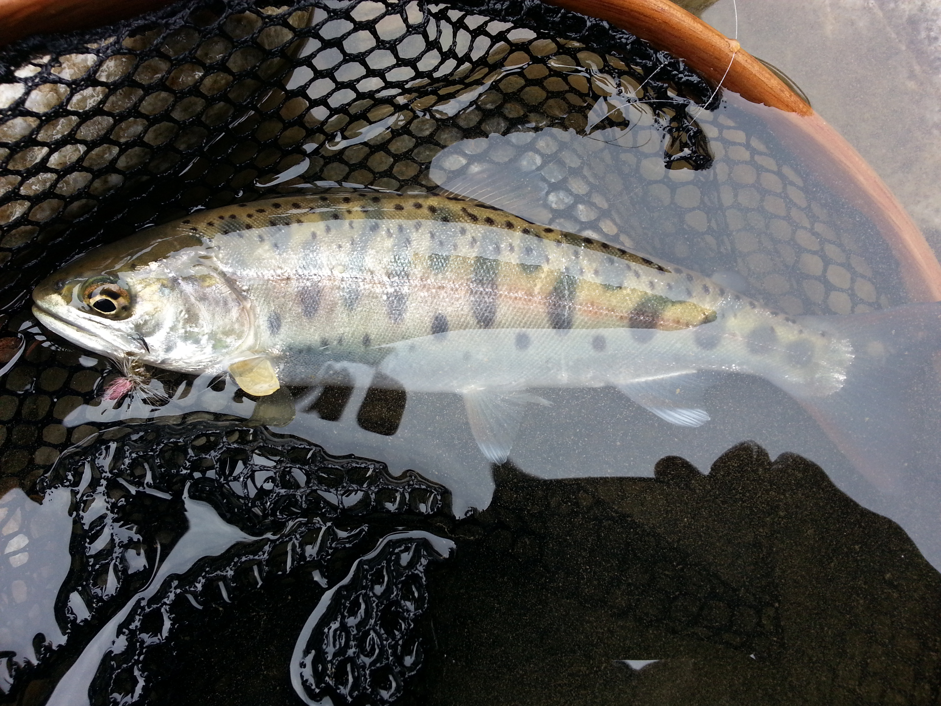 20140326_132003.jpg