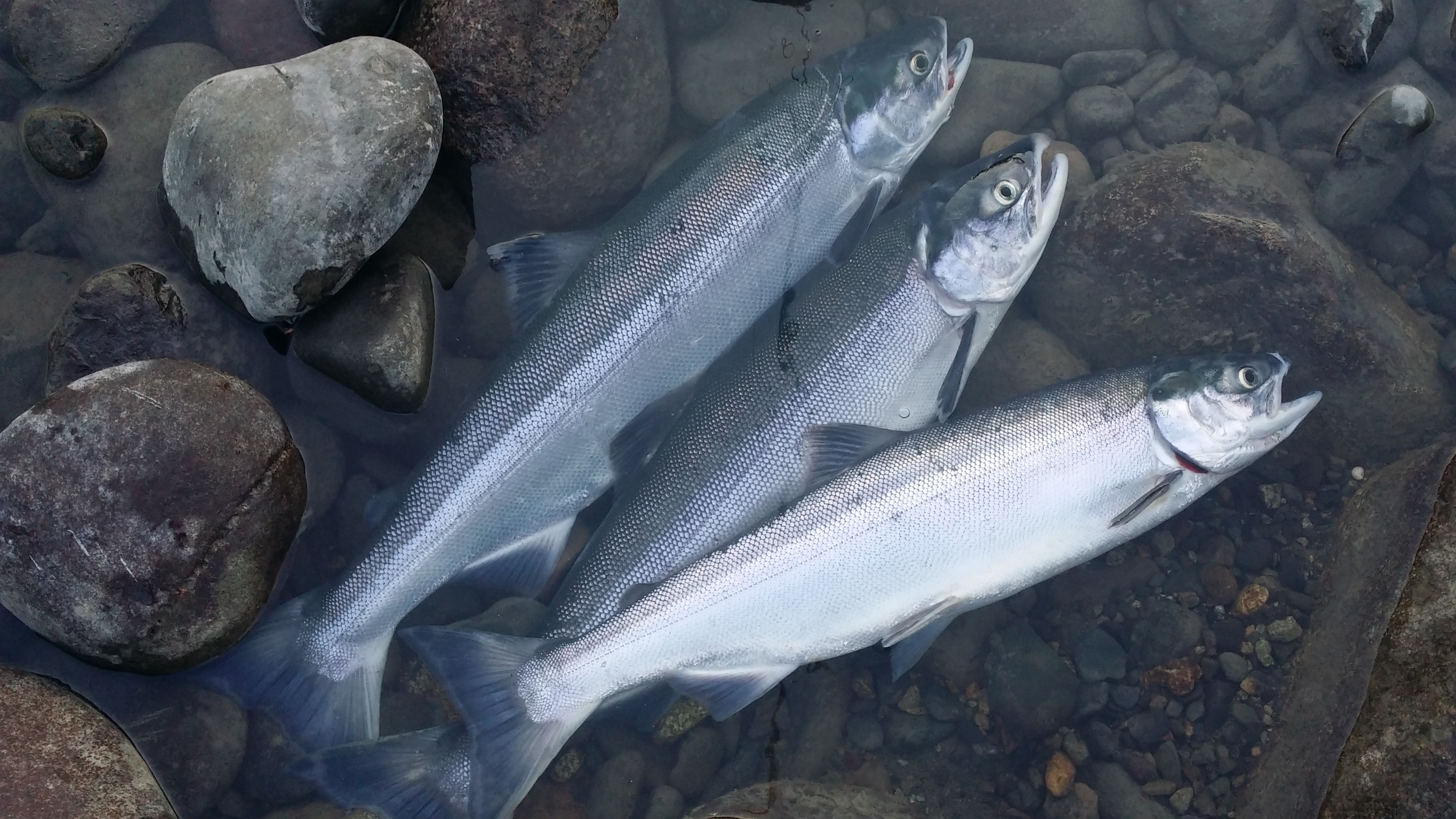 20140811_201316.jpg